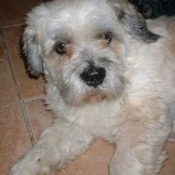 Photo de Lhassa apso