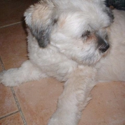 Photo de Lhassa apso