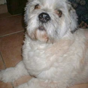 Photo de Lhassa apso