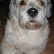 Photo de Lhassa apso