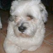 Photo de Lhassa apso