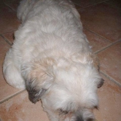 Photo de Lhassa apso