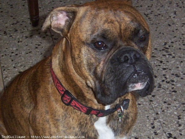 Photo de Boxer