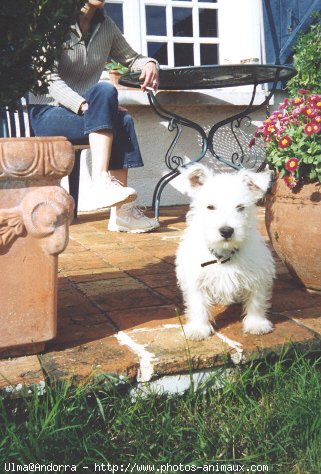 Photo de West highland white terrier