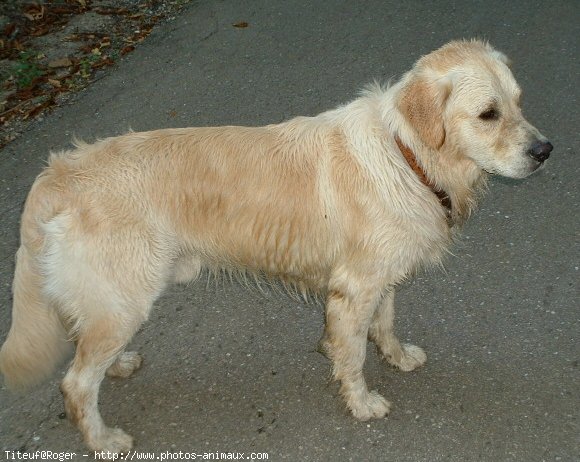 Photo de Golden retriever