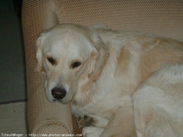 Photo de Golden retriever