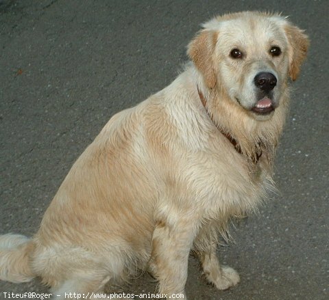 Photo de Golden retriever