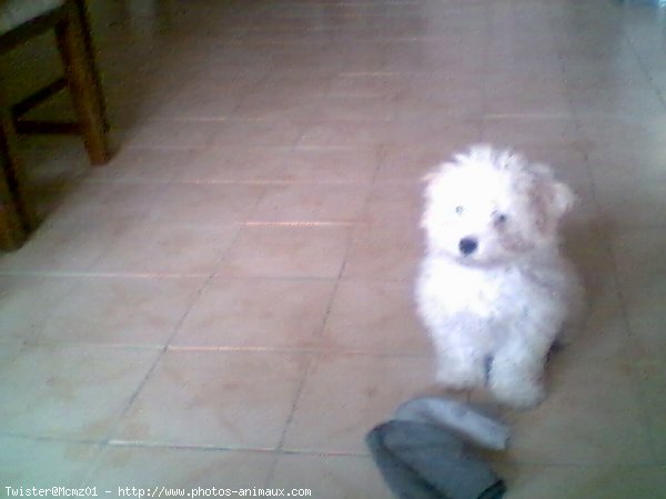 Photo de Caniche moyen