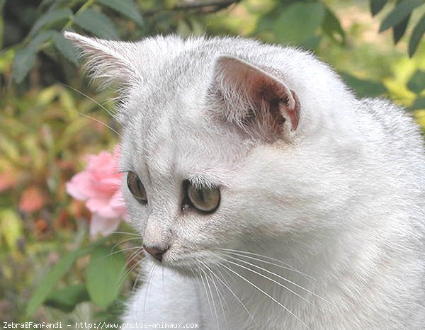 Photo de British shorthair