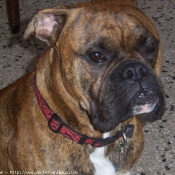 Photo de Boxer