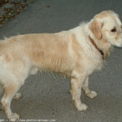 Photo de Golden retriever