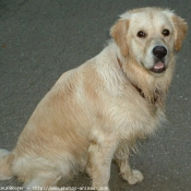 Photo de Golden retriever