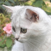 Photo de British shorthair