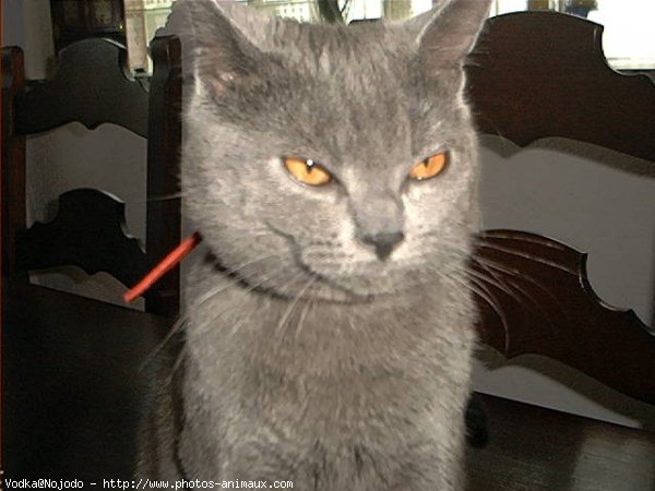 Photo de Chartreux