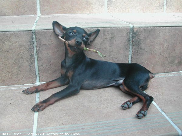 Photo de Pinscher nain