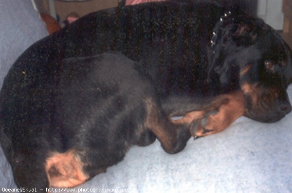 Photo de Rottweiler