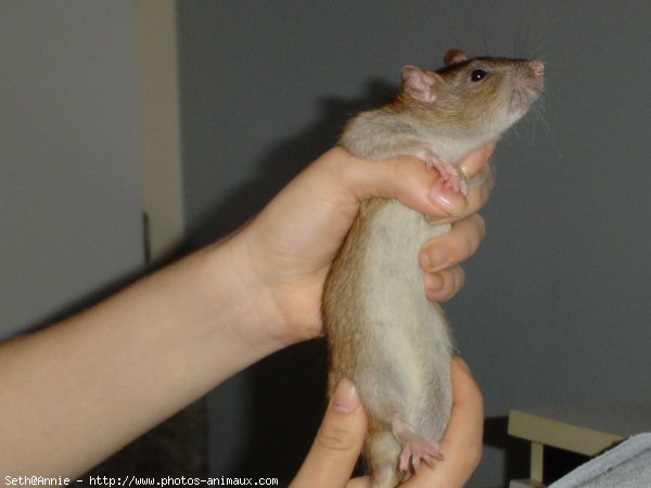 Photo de Rat