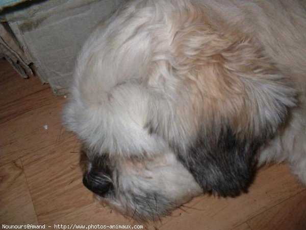 Photo de Lhassa apso