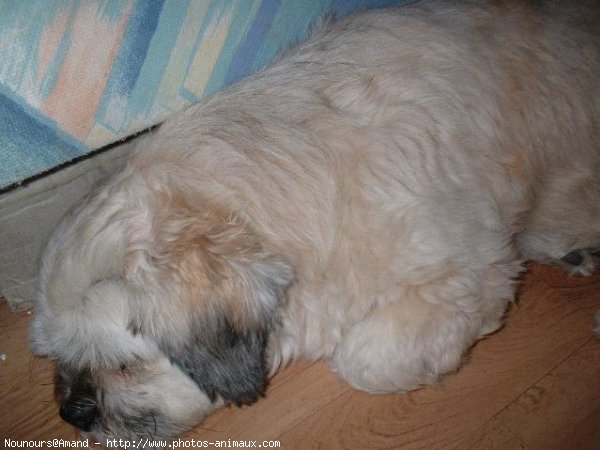 Photo de Lhassa apso