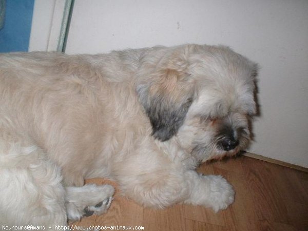 Photo de Lhassa apso