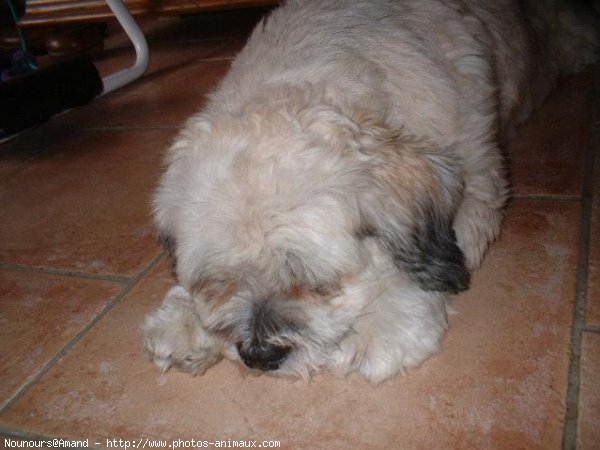 Photo de Lhassa apso