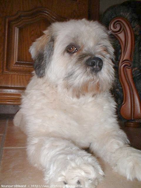 Photo de Lhassa apso