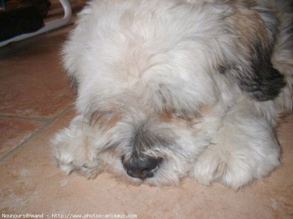 Photo de Lhassa apso