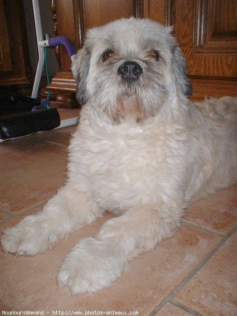 Photo de Lhassa apso