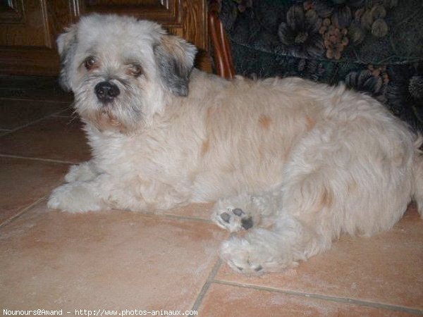 Photo de Lhassa apso