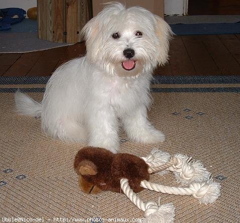 Photo de Coton de tulear