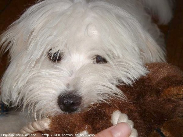 Photo de Coton de tulear