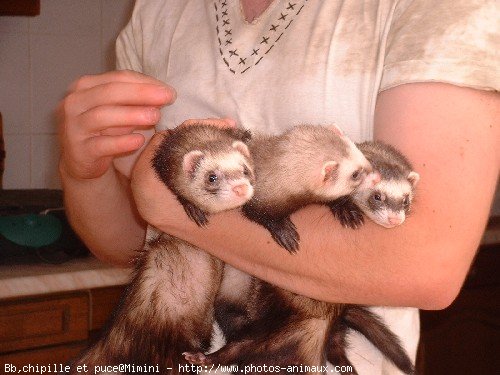 Photo de Furet