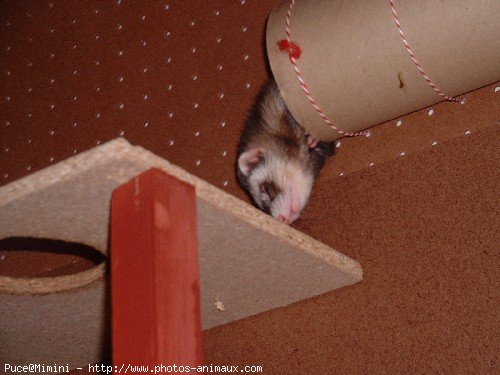 Photo de Furet