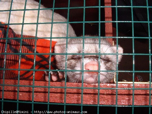 Photo de Furet