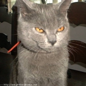 Photo de Chartreux