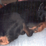 Photo de Rottweiler