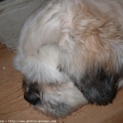 Photo de Lhassa apso