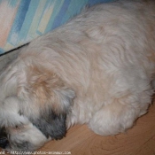 Photo de Lhassa apso