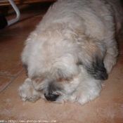 Photo de Lhassa apso