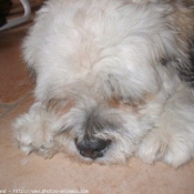 Photo de Lhassa apso