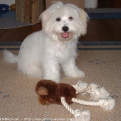 Photo de Coton de tulear