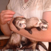 Photo de Furet