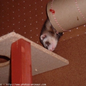 Photo de Furet