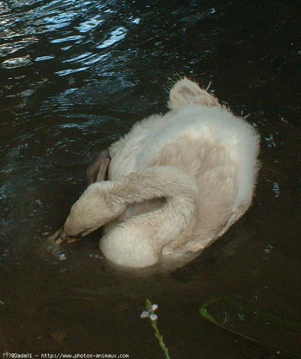 Photo de Cygne