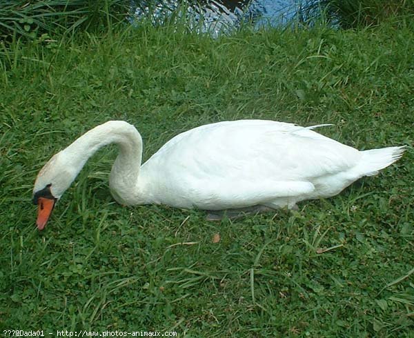 Photo de Cygne