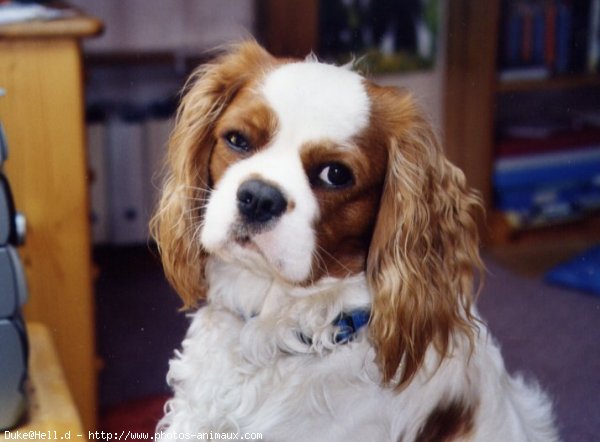 Photo de Cavalier king charles spaniel