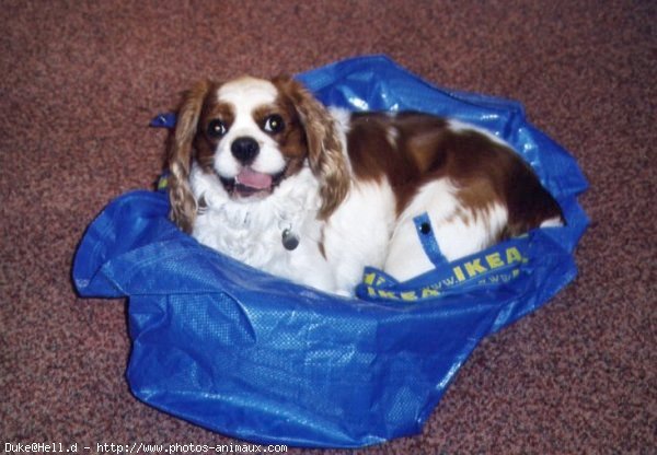 Photo de Cavalier king charles spaniel