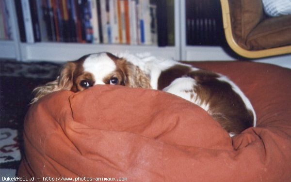 Photo de Cavalier king charles spaniel