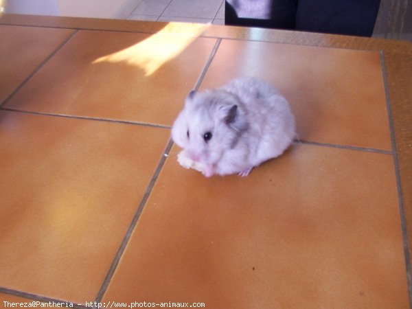 Photo de Hamster