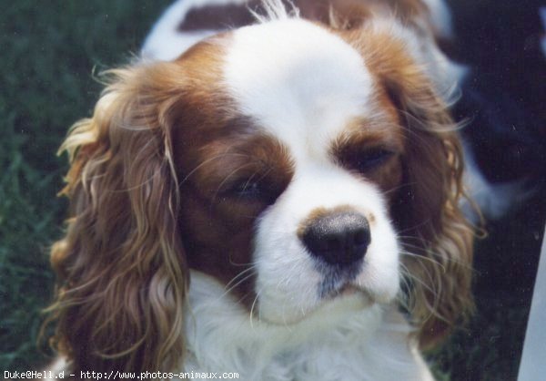 Photo de Cavalier king charles spaniel